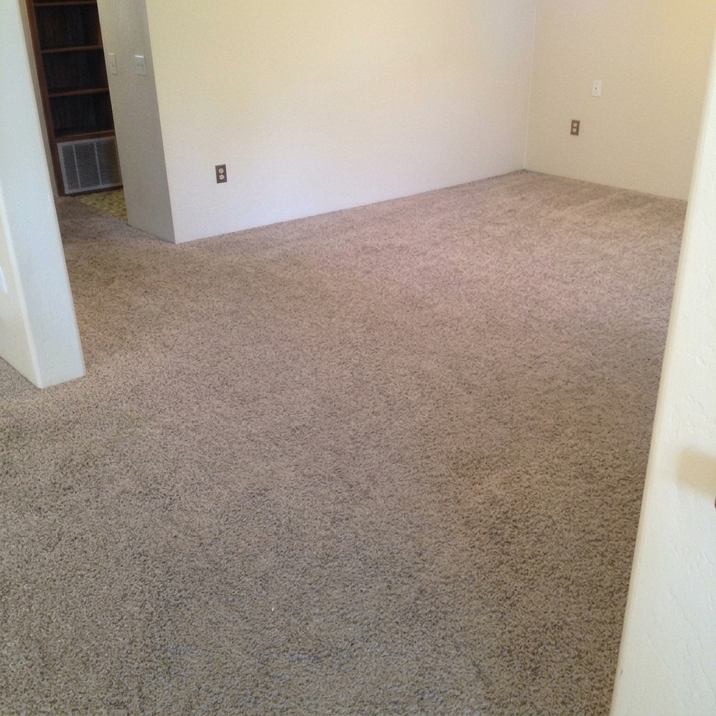 Carpet after cleaning