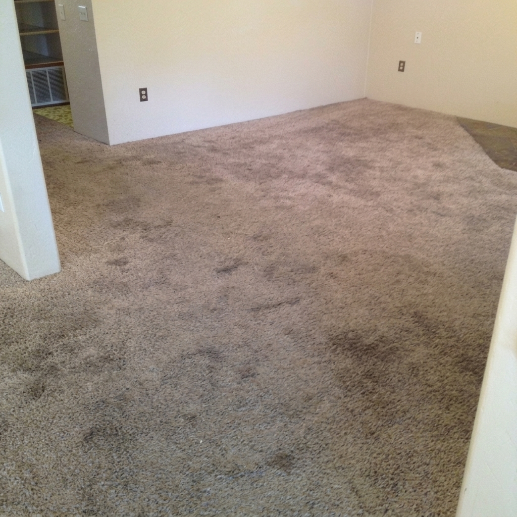 Carpet before cleaning